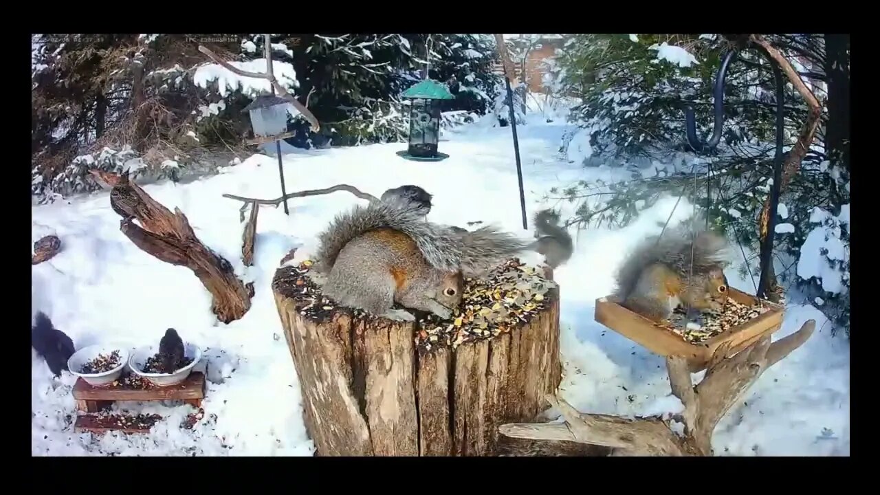 Wildlife And Bird Feeder Timelapse 2/5/22