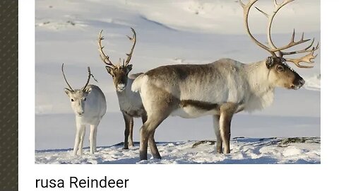 Reindeer Atau Caribou