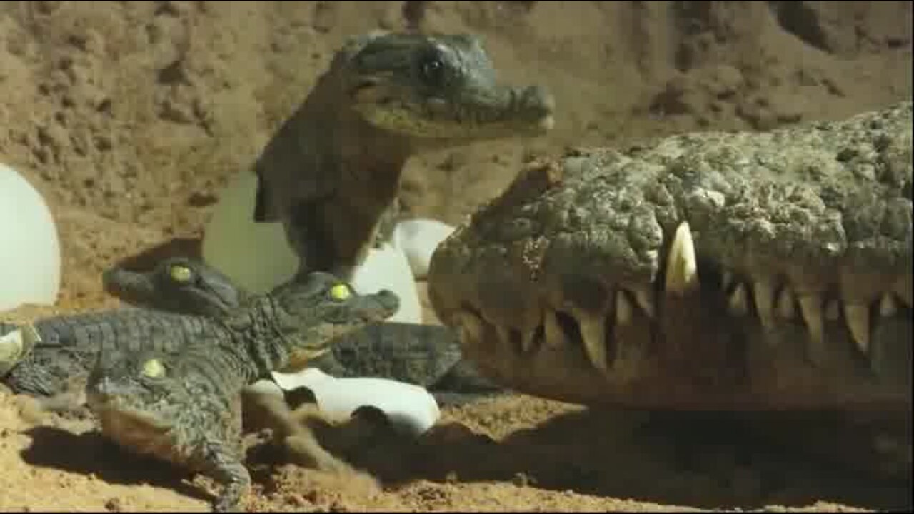 Is the crocodile mother crazy and even eats the crocodile cubs