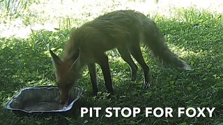 Pit Stop For Foxy