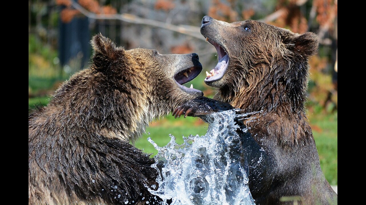 Majestic Roar: The Enchanting Saga of the Benevolent Bear