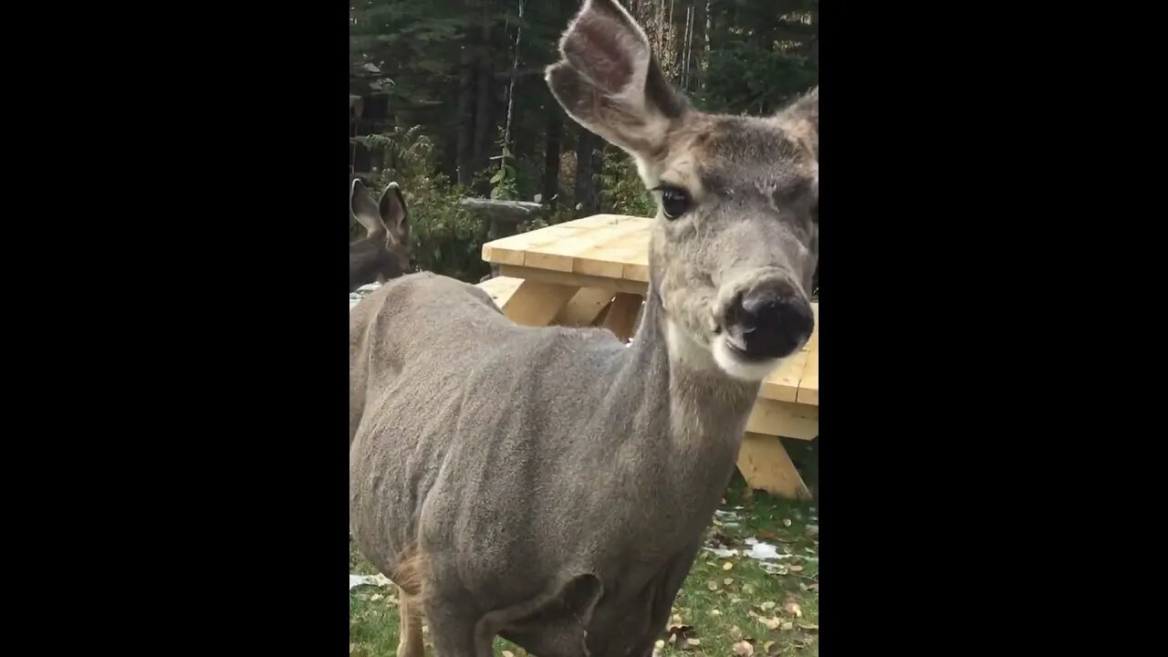 Black cat and her dear/deer fren