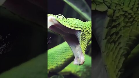 Dangerous snake #shorts #trending #viral