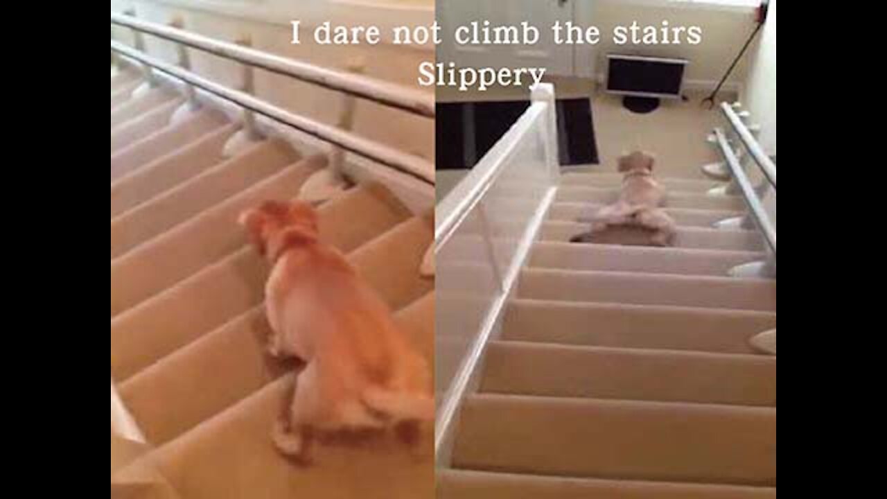 I don’t dare to climb the stairs, I slide the MP4