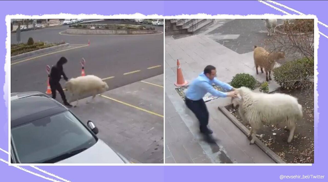 Sheep vs Man Fight.Animals Funny Videos..Part -01