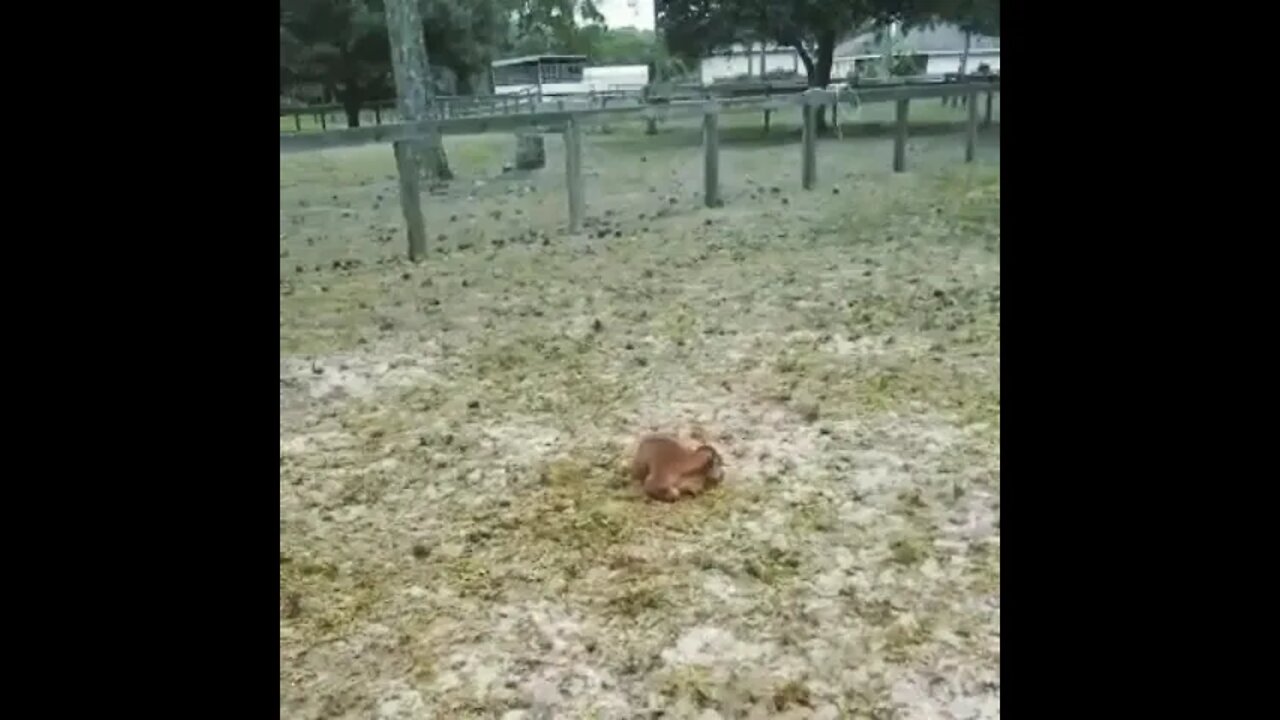 Newborn Calf at Venus Ranch