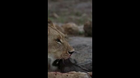 Snack time for the lions 🦁 #wildlifemagictv#wildlifeonearth #wildgeography