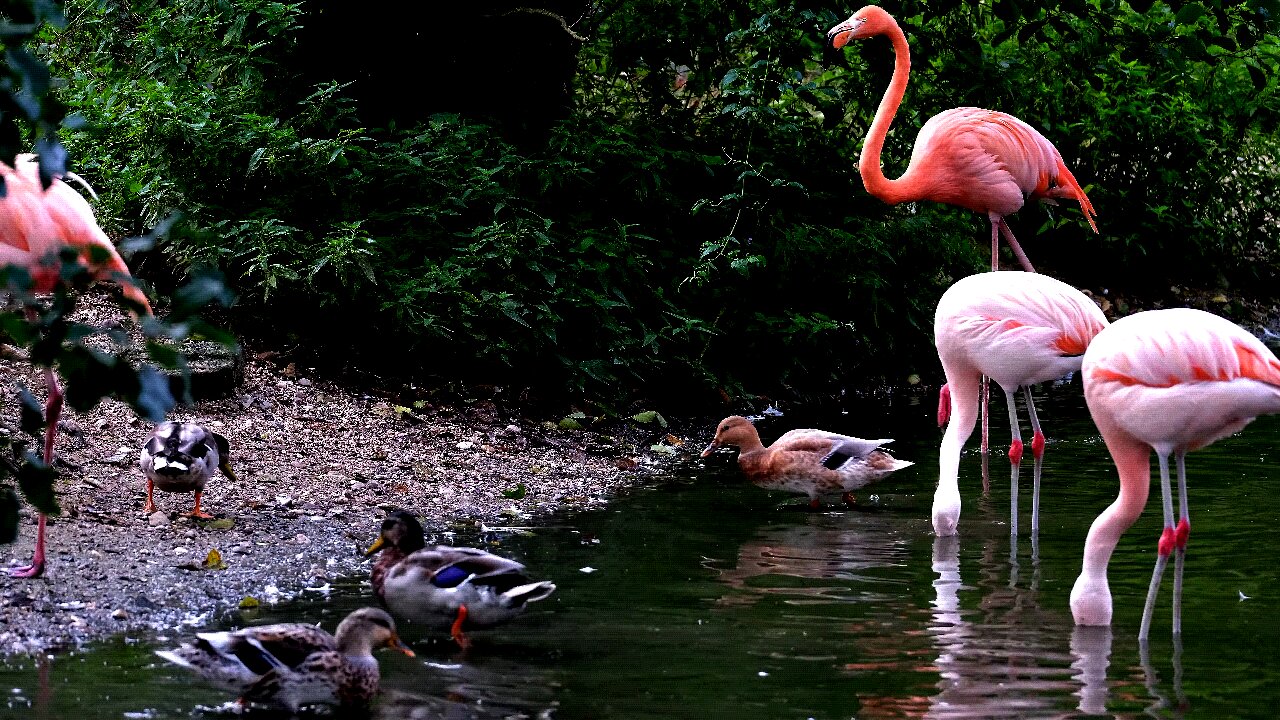 Flamingos are the most Gregarious Birds