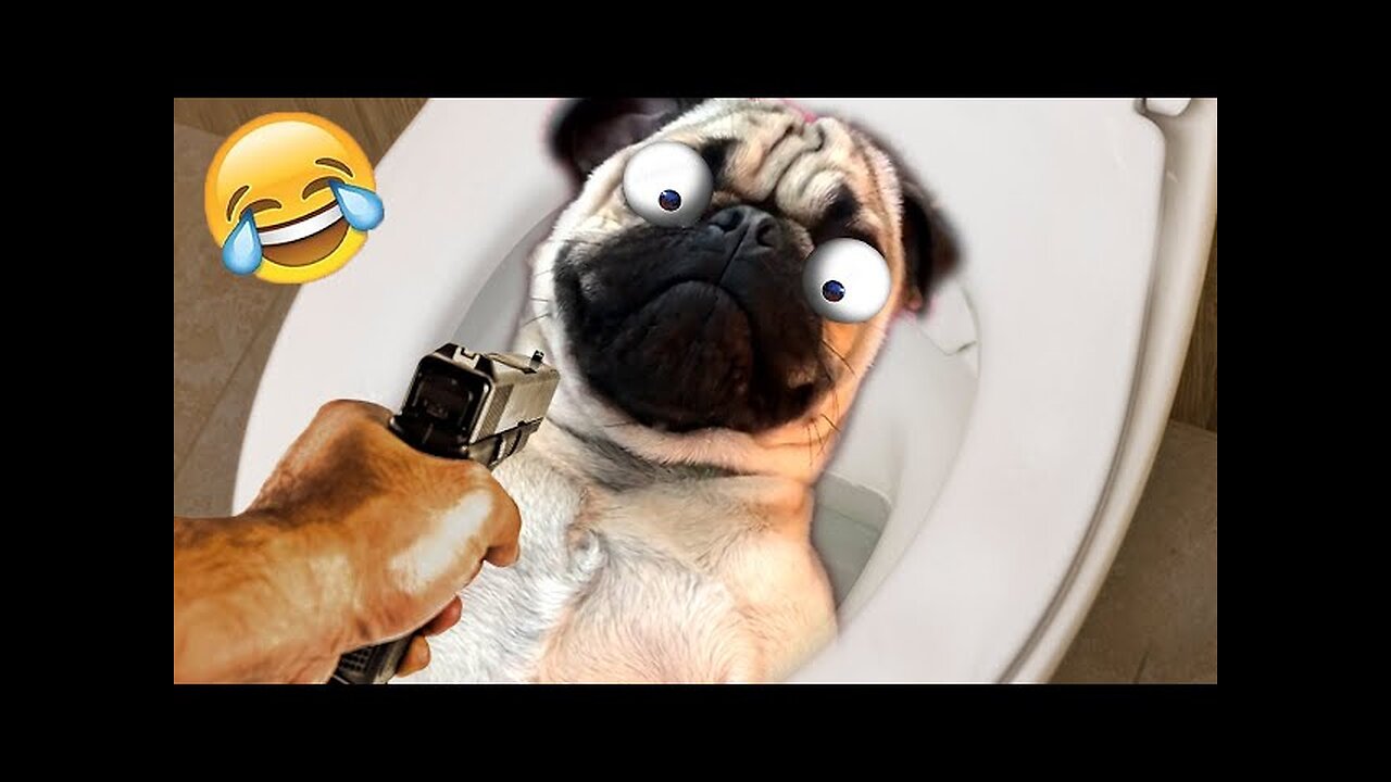 WORLD BEST FUNNIEST🤣 Dog vs men 🤣 funny video> Don't Try Laughing 🤣 clips