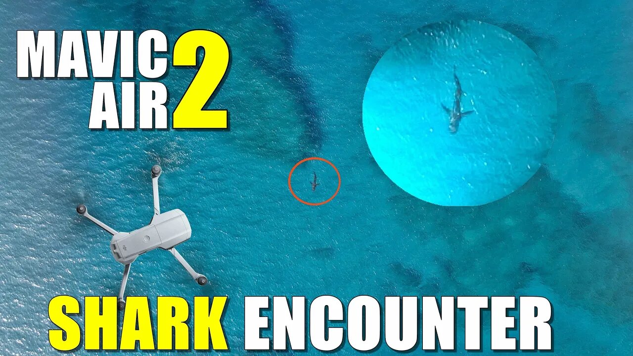 DJI Mavic Air 2 SHARK ENCOUNTER - It's Heading for the beach! - Honolua MAUI Hawaii