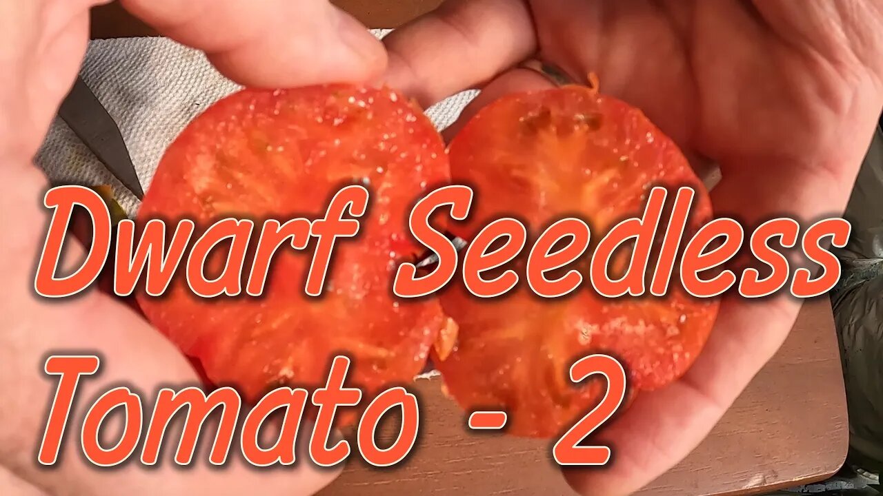 Tomato Review: Dwarf Parthenocarpy Proven - Part 2