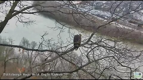 Hays Mom flys to the Nest to Receive a Gift Fish from Dad 2023 01 20 1504