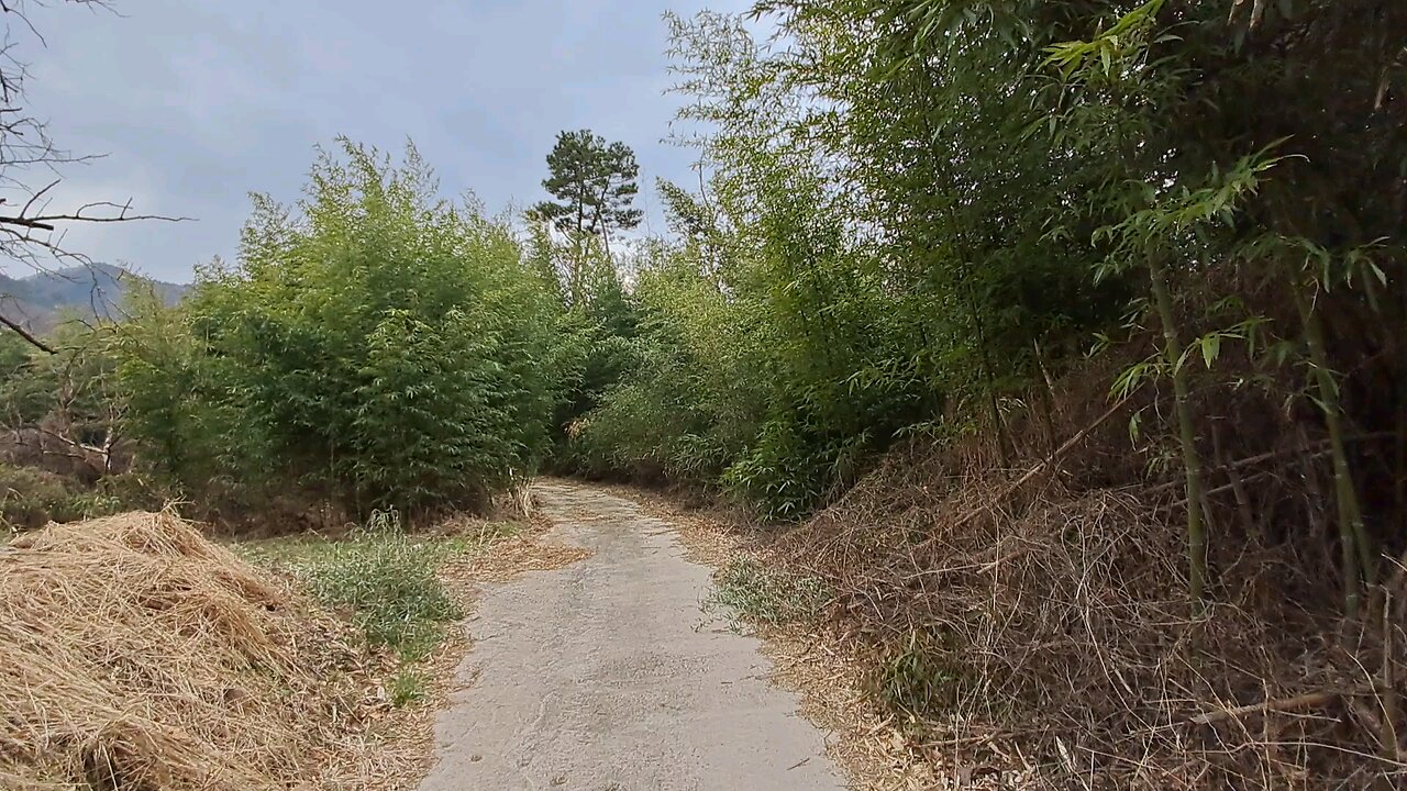 wind and tree _ 240319