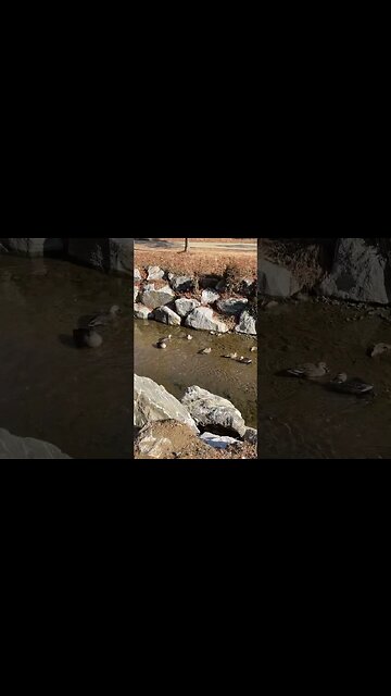 ㅂㅔㄹㅡ네하천