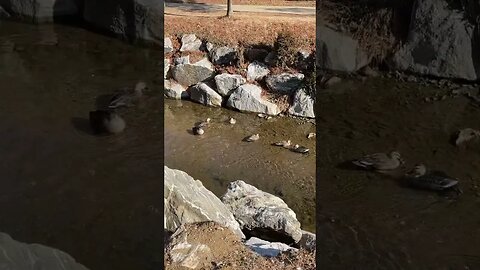 ㅂㅔㄹㅡ네하천