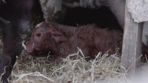 Filming dairy cattle vs filming beef cattle