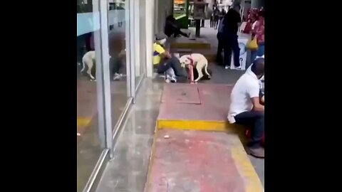 A dog approaches a homeless man and seems to know what he needs❤️🙏