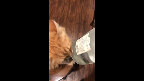 Punkin getting her drink on