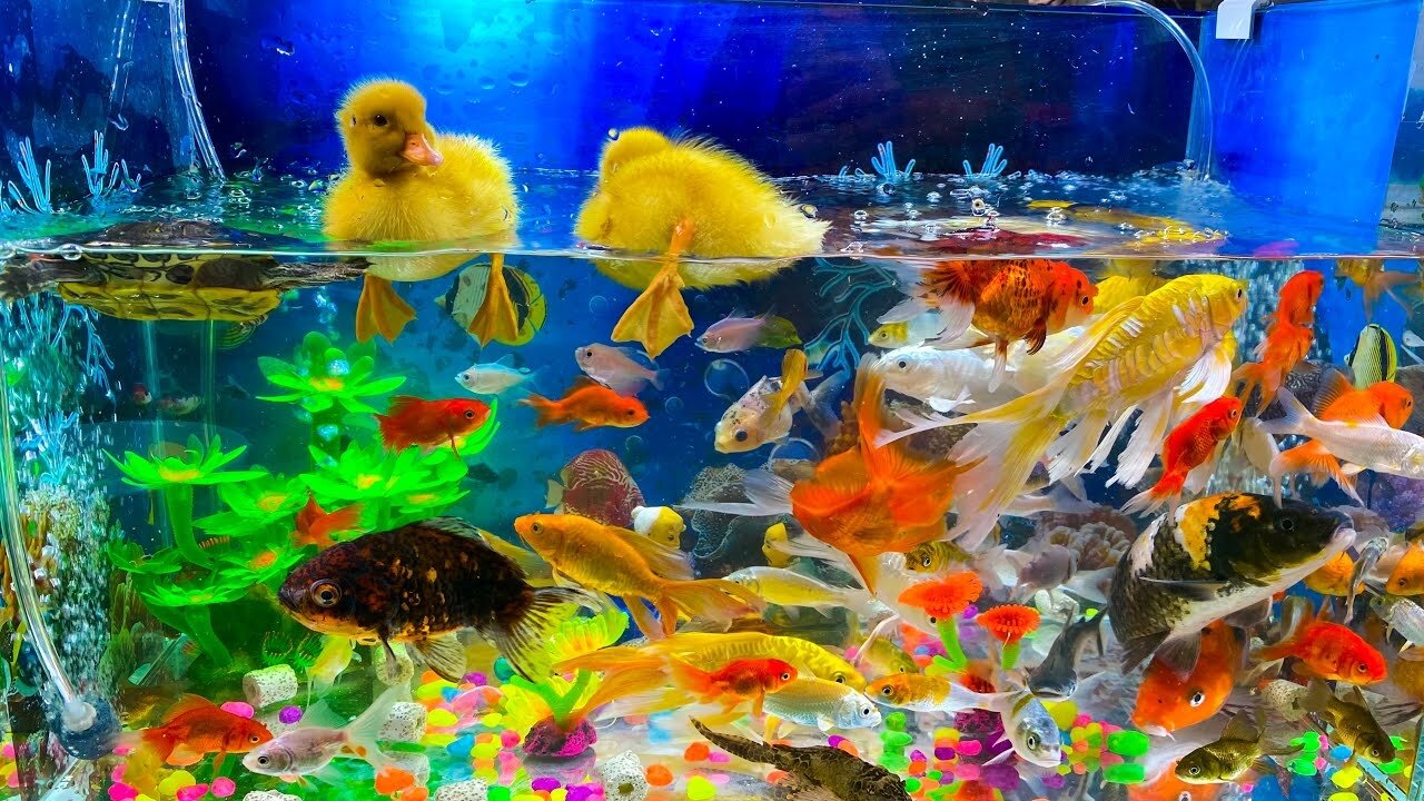 Put The Fish In The Tank - Baby Cute Animals Video - DIY Aquarium - GoldFish Snakehead Duck Betta