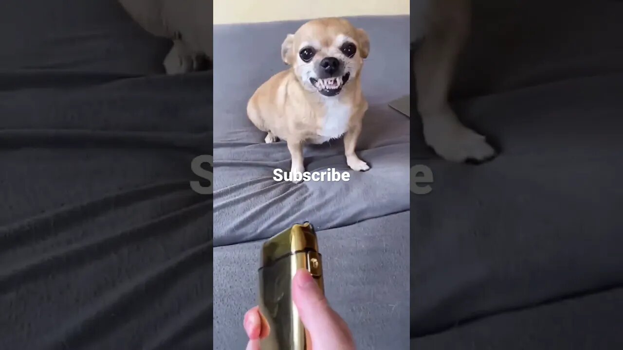 Dogs ka itrana dekho #entertainment