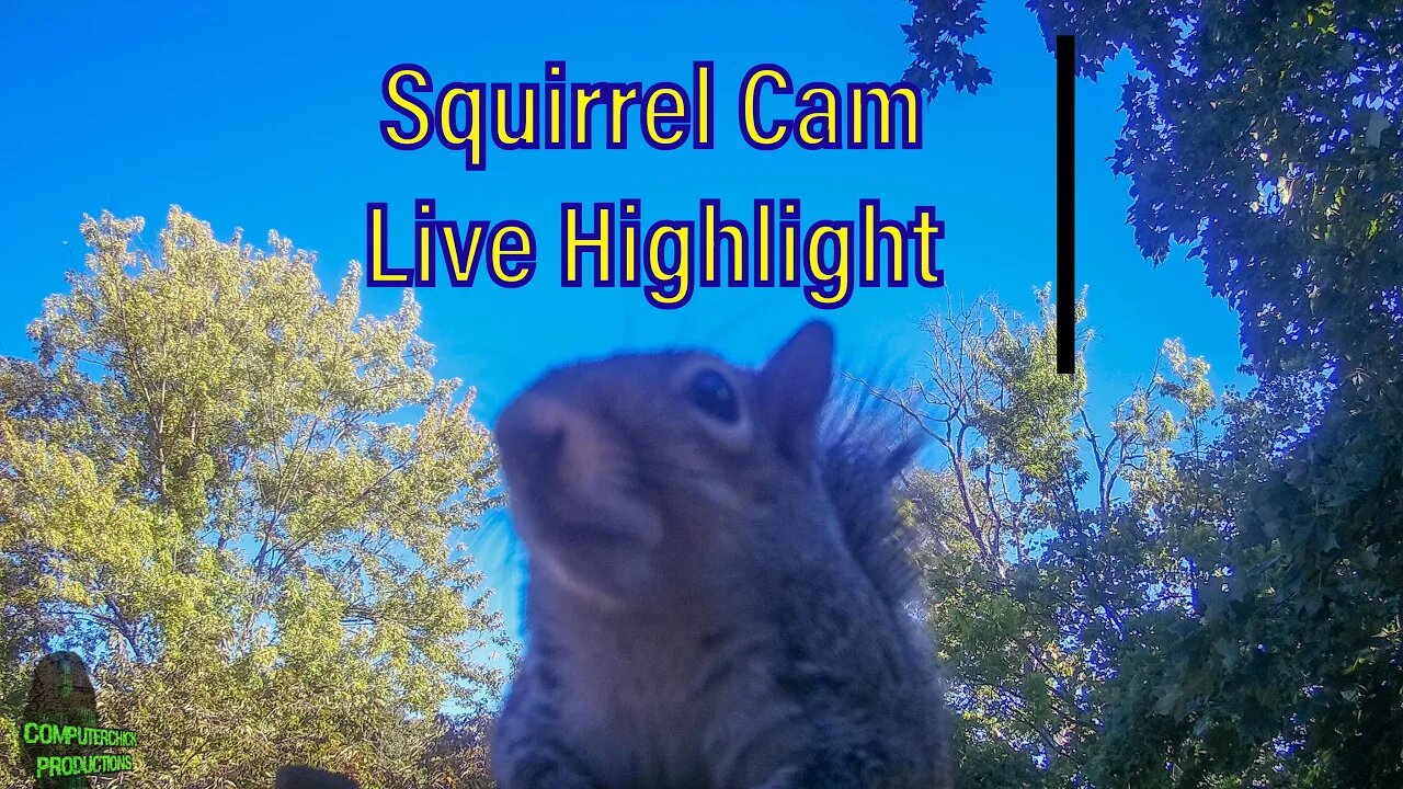 Squirrel Live Cam: Watch as the adorable little critter plays and frolics in its backyard