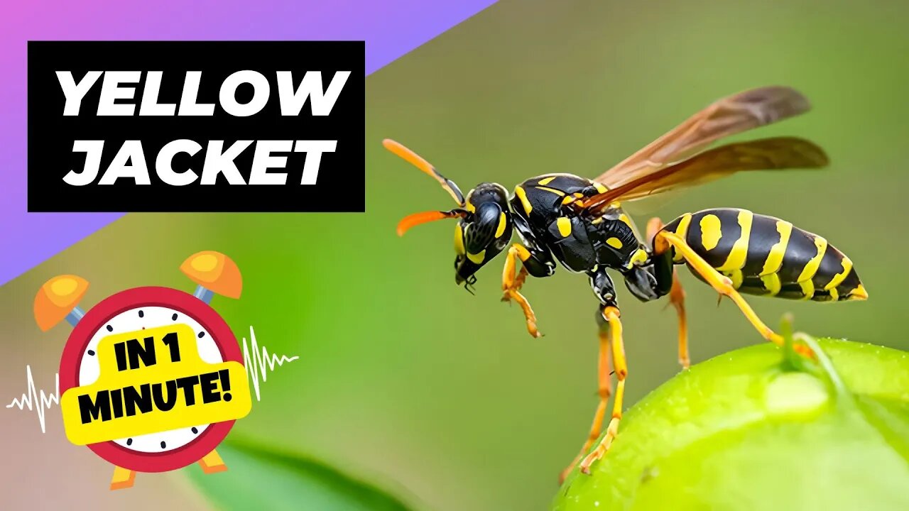 Yellow Jacket - In 1 Minute! 🐝 One Of The Most Dangerous Insects In The World | 1 Minute Animals