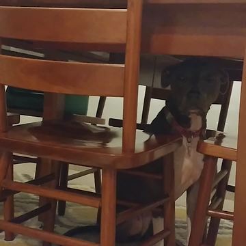 Funny Dog Stuck Under a Table