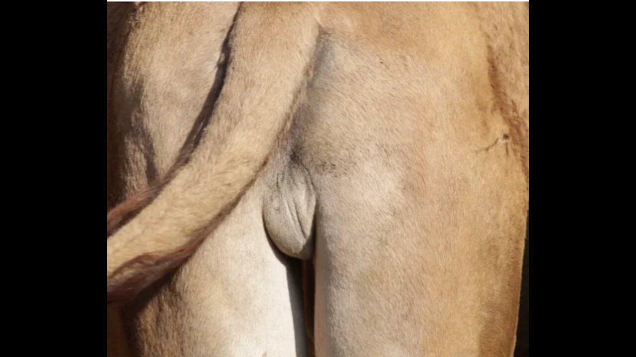 See This Animal With Your Own Eye - You Will Be Amazed - What Are You Waiting For?