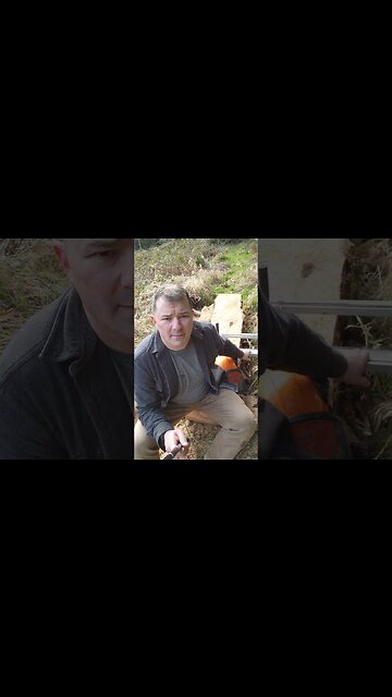 Chainsaw milling some maple slabs #homesteading #stihl #diy