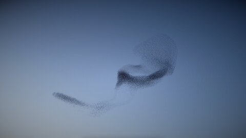 The Bird