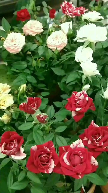 Beautiful Flowers 💖