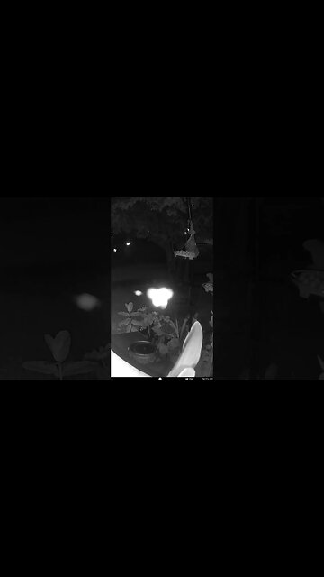 Glowing Bugs Visit! 😎 #Glowing #Bugs #Insects