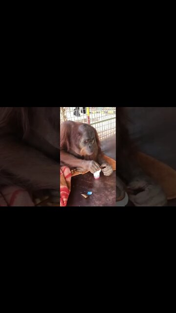 Hot Tea #Shorts #ytshorts #Dogs #Animals #Fun #UbertainmentFun