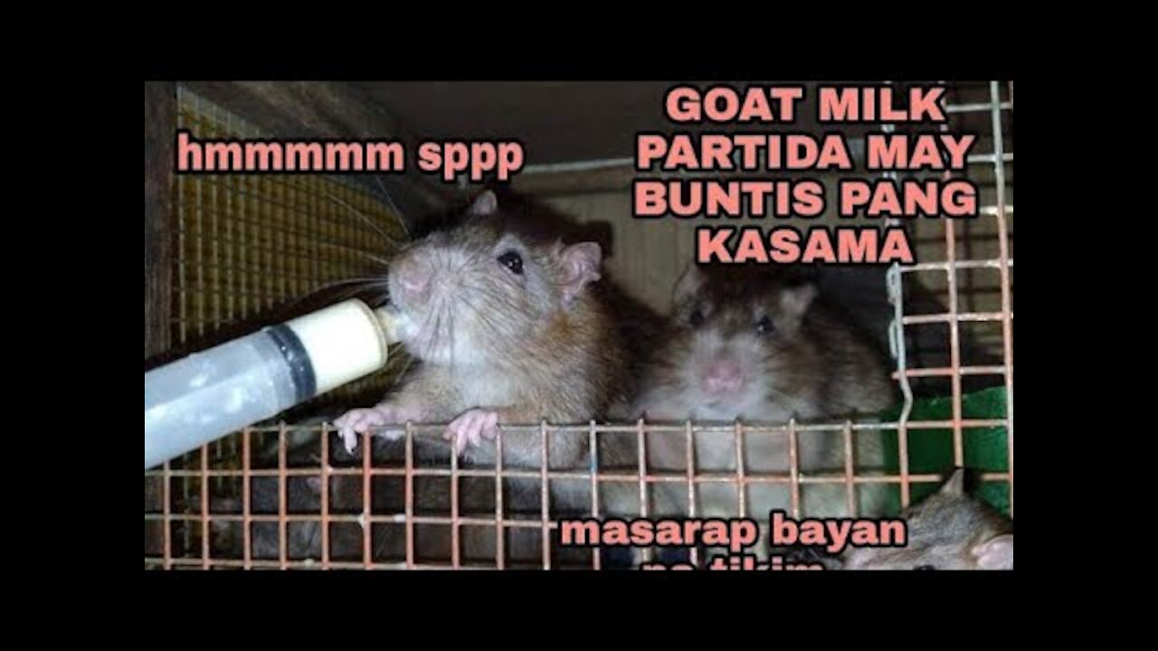 GOAT MILK STORMI BABY AND OTHER | RATATOUILLE CHANNEL