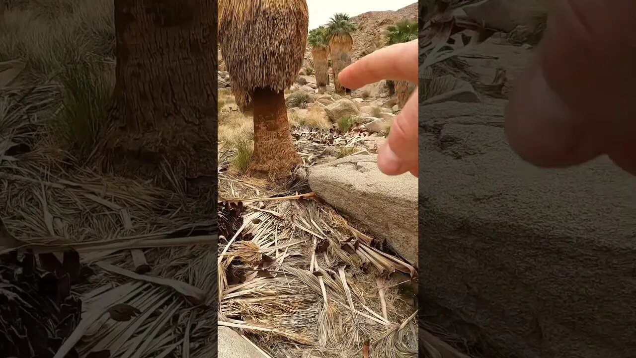 Joshua Tree National Park hike. Lost Palms Oasis B7ZN9EY64W