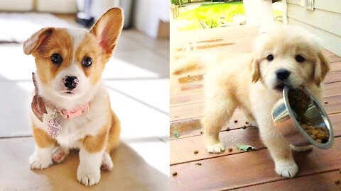 Dog gets baby doll for Christmas, absolutely loves it