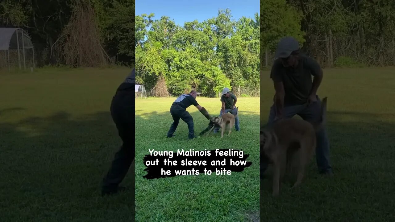 Letting a young dog feel out the bite and how they want to fight #malinoislovers