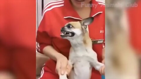 Best Funny Animal Videos dog/cat 2022 _بهترین ویدیوهای سرگرمی حیوانات/سگ/گربه/..