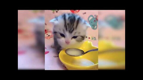 Cute And Funny Pets Try Not To Laugh To These Pets Compilation 37 @anupctg