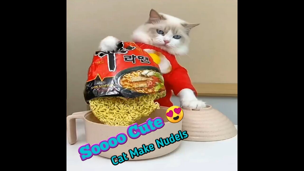 Beautiful cat make Nudel in a cute way-cats eat- cats food