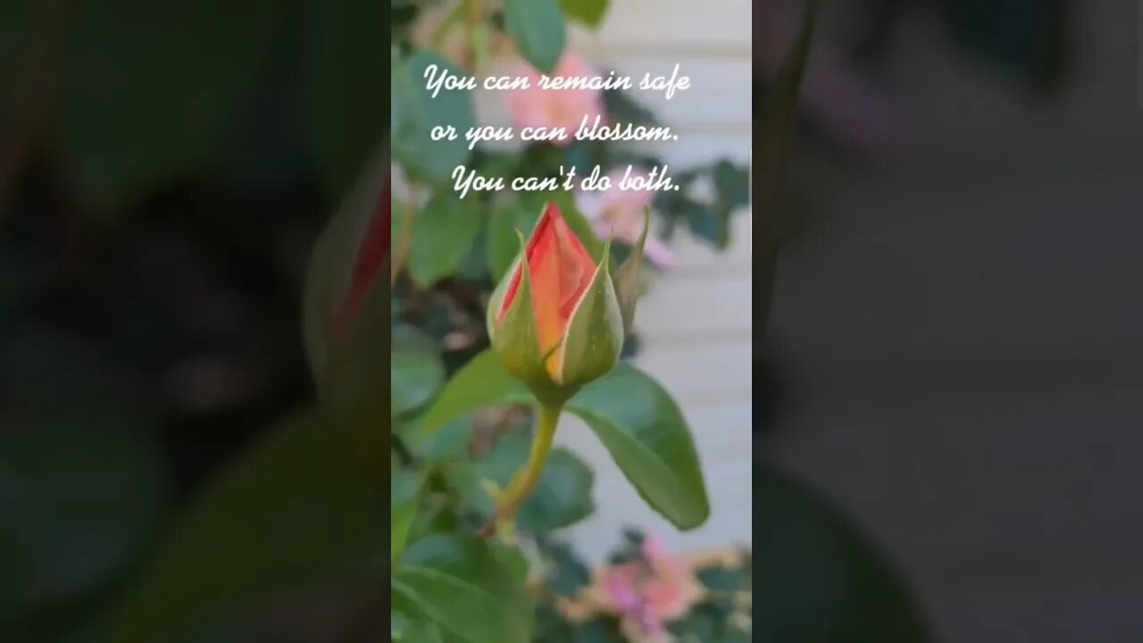 Bloom or Stay Safe
