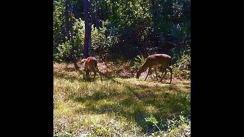 deer eating