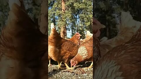 #chickens #layers #freerange #homesteading #homestead #farmanimals #farm #farmlife #egglayers