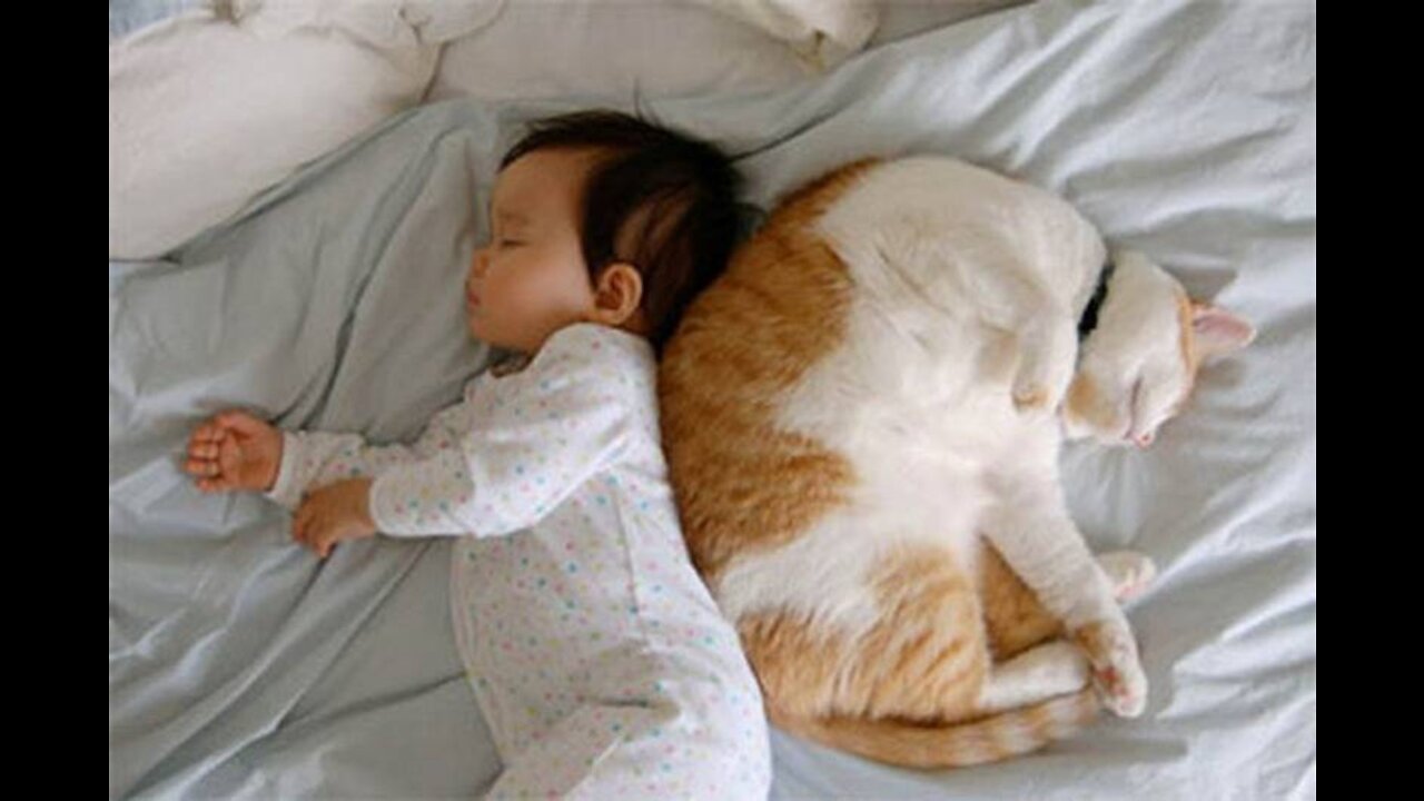 Quiet hour with a cat