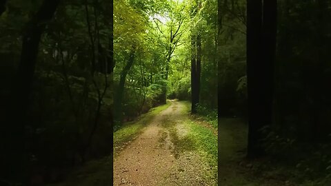 Walking through the forest #shorts
