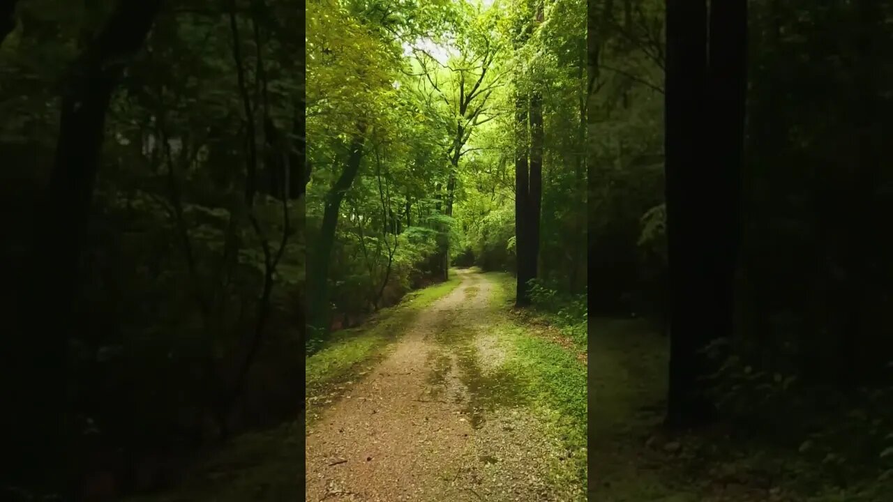 Walking through the forest #shorts