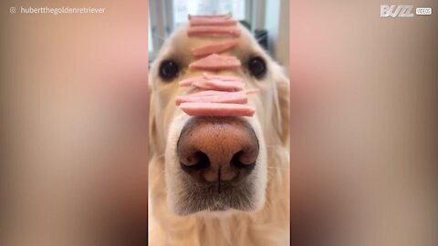 Obedient dog stays statue still before eating