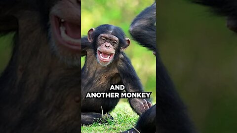 Is Laughter created by Society? Do monkeys Laugh? #psychology #behaviour #shorts