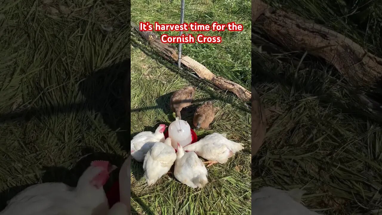 Cornish Cross Harvest Day #homestead #chicken #harvest #kfc