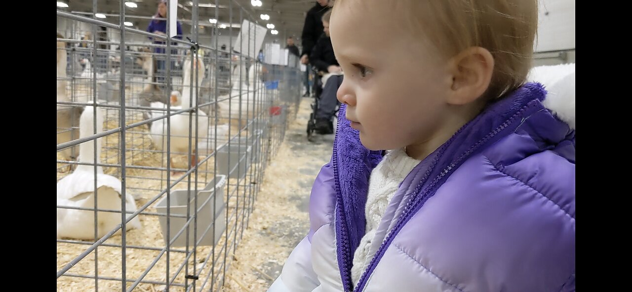 Baby Judges Birds at NorthEast Poultry Congress Show 2023